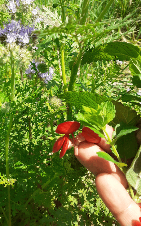 fleurs jardin hohberg