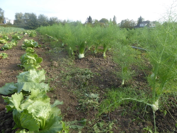 Du champ au marché des JMV