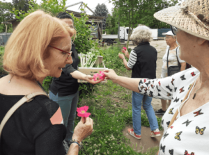 Découverte des cultures aux Jardins de la Montagne Verte découverte visite JMV