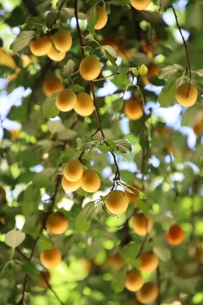 mirabelles