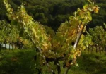Domaine Durrmann